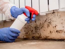 Best Basement Mold Removal  in Elburn, IL